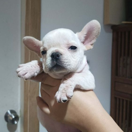 ลูกเฟร้นช์บูลด็อก รูปที่ 2