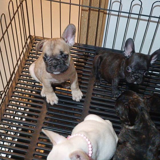 ลูกเฟร้นช์บูลด็อก รูปที่ 3