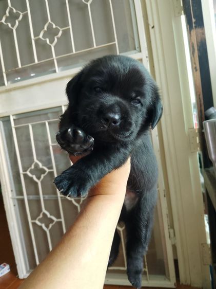 ลูกสุนัขพันธุ์ ลาบราดอร์ รูปที่ 2