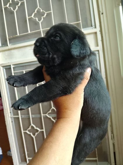 ลาบราดอร์ (Labrador) ใหญ่ ลูกสุนัขพันธุ์ ลาบราดอร์