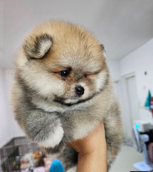 ขายปอมหน้าหมี รูปที่ 5