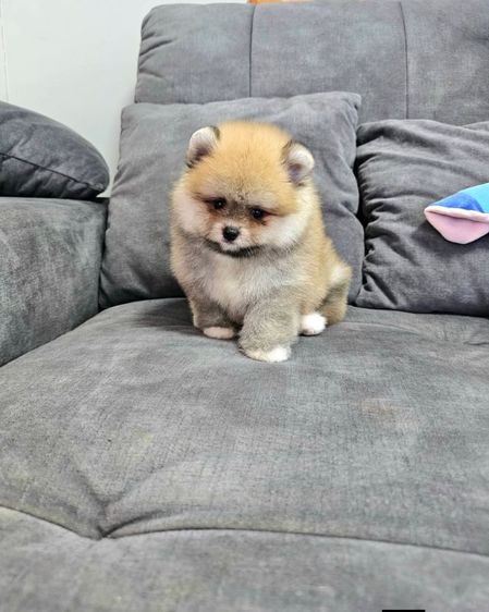 ขายปอมหน้าหมี รูปที่ 4