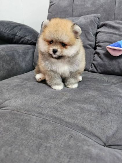 ขายปอมหน้าหมี