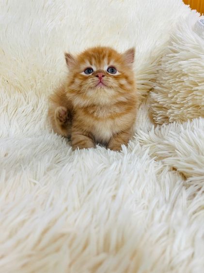 แมวเปอร์เซียสีส้ม รูปที่ 5