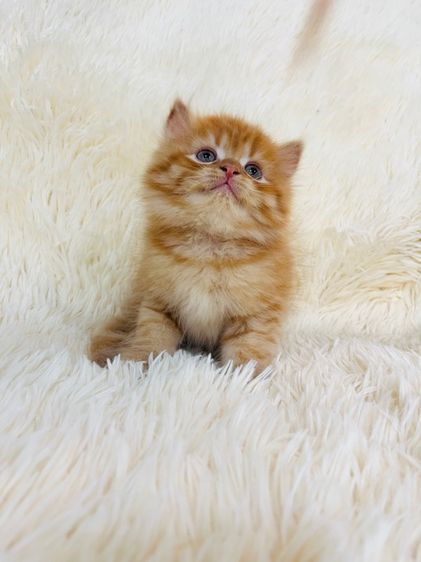 แมวเปอร์เซียสีส้ม รูปที่ 8