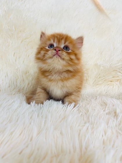 แมวเปอร์เซียสีส้ม รูปที่ 12