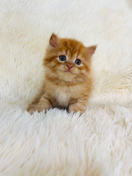 แมวเปอร์เซียสีส้ม รูปที่ 9