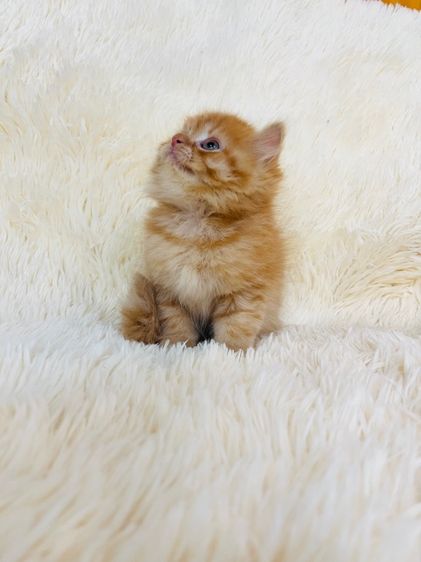 แมวเปอร์เซียสีส้ม รูปที่ 13