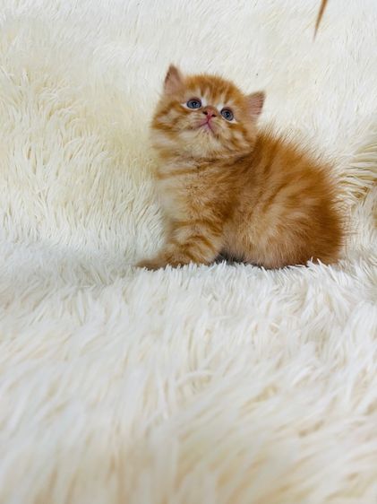 แมวเปอร์เซียสีส้ม รูปที่ 6