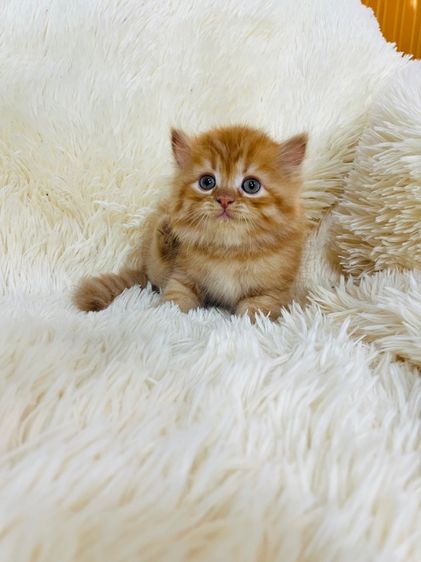 แมวเปอร์เซียสีส้ม รูปที่ 2