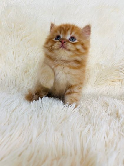 แมวเปอร์เซียสีส้ม รูปที่ 10