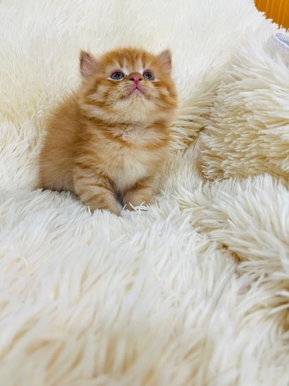 แมวเปอร์เซียสีส้ม รูปที่ 4