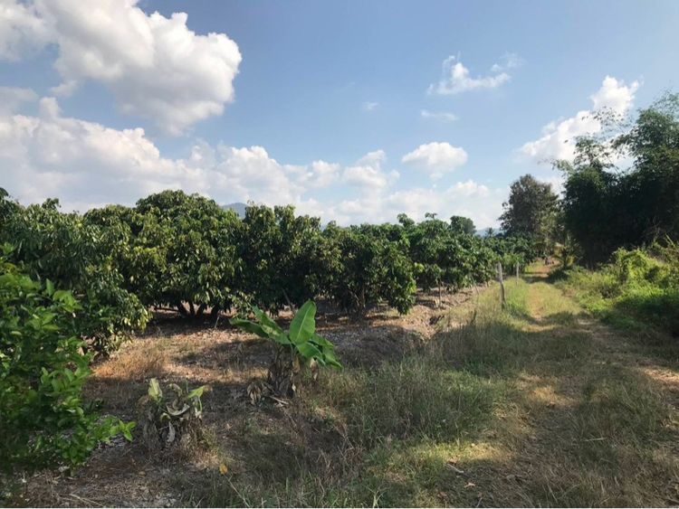 ใช่ ขายยกแปลง2-3-50ไร่📍ใกล้วัดบ้านกาด แม่หอพระ แม่แตง รูปที่ 2