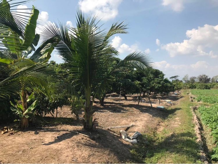 ใช่ ขายยกแปลง2-3-50ไร่📍ใกล้วัดบ้านกาด แม่หอพระ แม่แตง