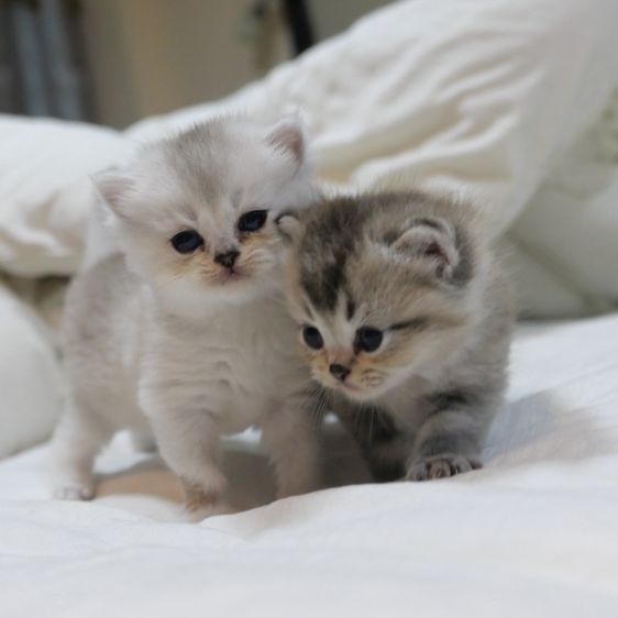 ลูกแมวบริติชผสมเปอร์เซีย รูปที่ 5