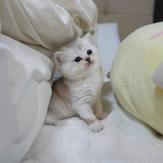 ลูกแมวบริติชผสมเปอร์เซีย รูปที่ 12