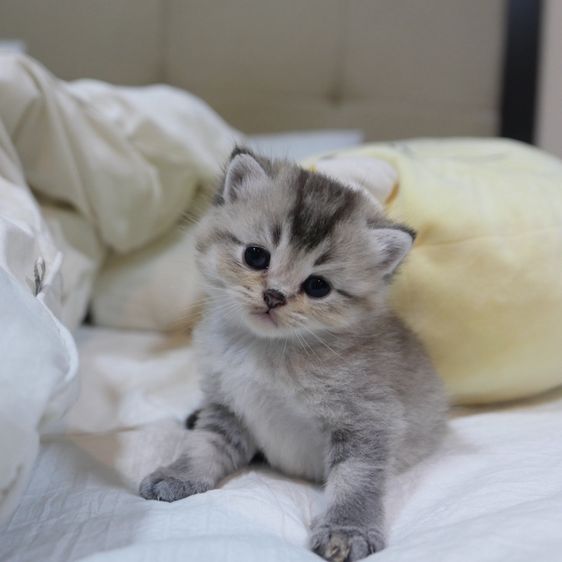 ลูกแมวบริติชผสมเปอร์เซีย รูปที่ 15