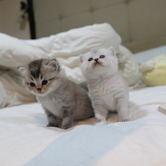 ลูกแมวบริติชผสมเปอร์เซีย รูปที่ 3
