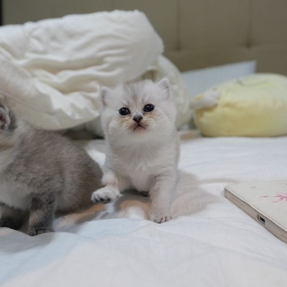 ลูกแมวบริติชผสมเปอร์เซีย รูปที่ 10