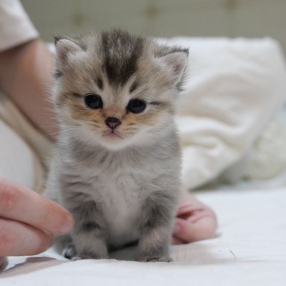 ลูกแมวบริติชผสมเปอร์เซีย รูปที่ 6