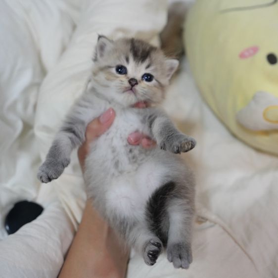 ลูกแมวบริติชผสมเปอร์เซีย รูปที่ 8