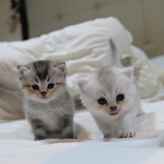 ลูกแมวบริติชผสมเปอร์เซีย รูปที่ 4
