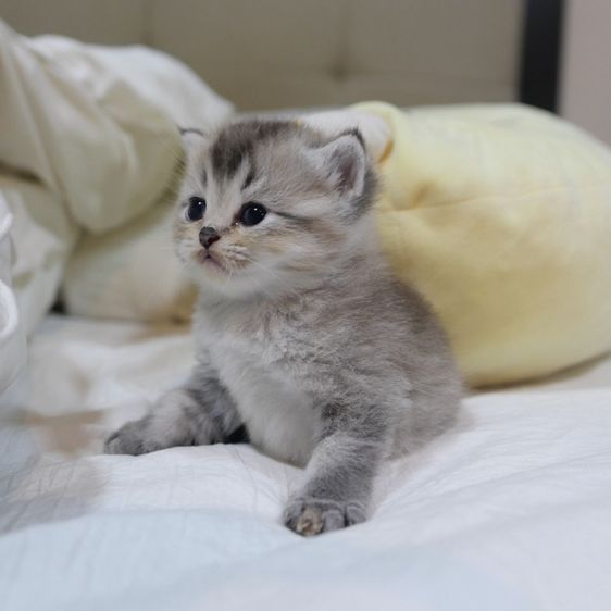 ลูกแมวบริติชผสมเปอร์เซีย รูปที่ 14