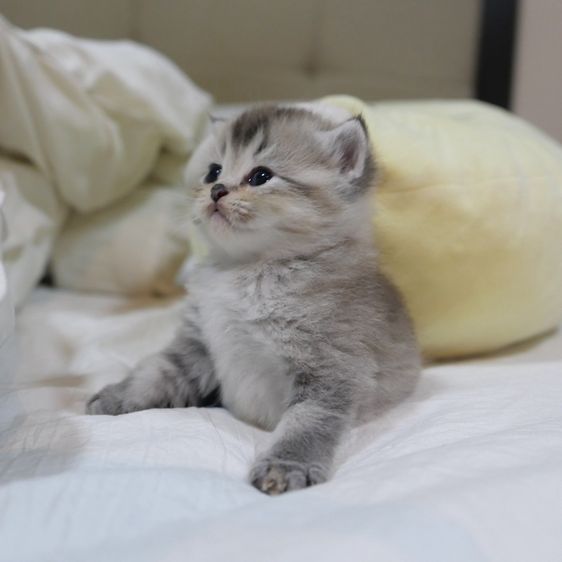 ลูกแมวบริติชผสมเปอร์เซีย รูปที่ 13