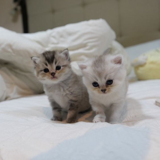 ลูกแมวบริติชผสมเปอร์เซีย