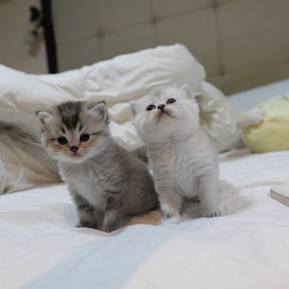 ลูกแมวบริติชผสมเปอร์เซีย รูปที่ 2