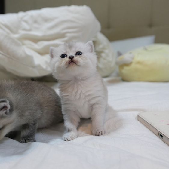 ลูกแมวบริติชผสมเปอร์เซีย รูปที่ 9