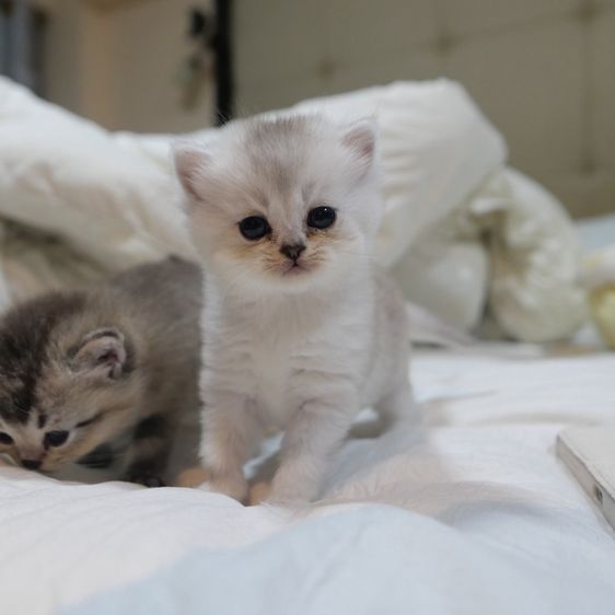 ลูกแมวบริติชผสมเปอร์เซีย รูปที่ 11
