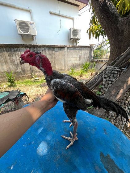 ไก่หนุ่มง่อนร้อย 2 รูปที่ 2