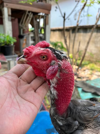 ไก่หนุ่มง่อนร้อย 2 รูปที่ 3