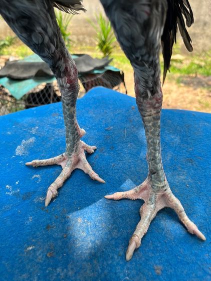 ไก่หนุ่มง่อนร้อย 2 รูปที่ 6