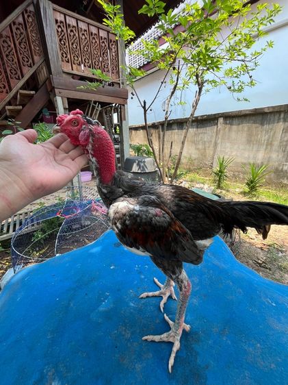 ไก่หนุ่มง่อนร้อย 2