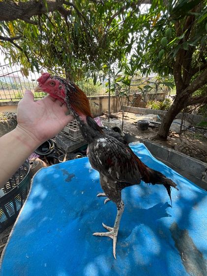 ไก่หนุ่มง่อนร้อย 3
