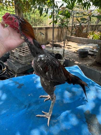 ไก่หนุ่มง่อนร้อย 3 รูปที่ 2