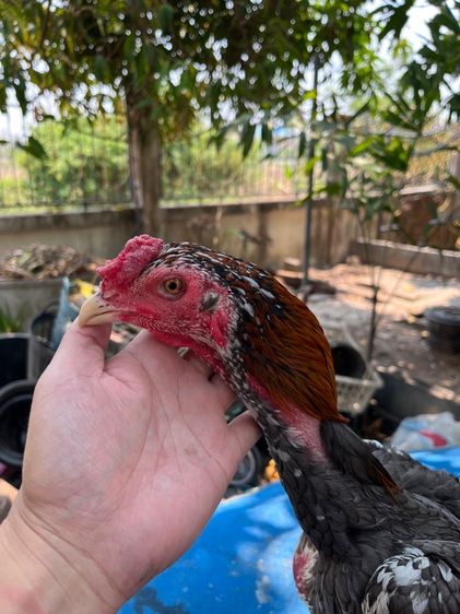 ไก่หนุ่มง่อนร้อย 3 รูปที่ 3