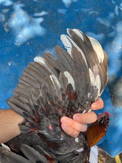 ไก่หนุ่มง่อนร้อย 3 รูปที่ 5