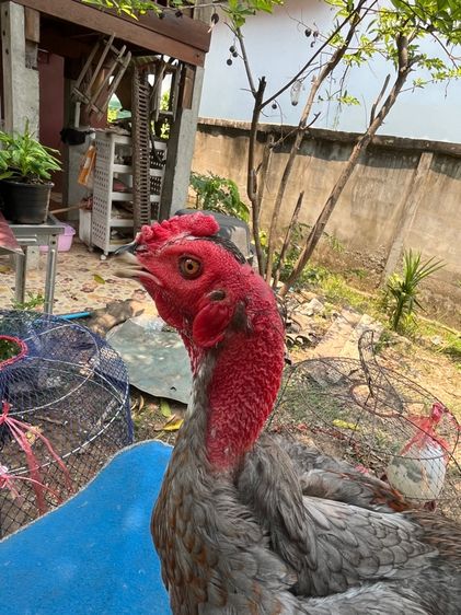 ไก่หนุ่มง่อนร้อย 4 รูปที่ 2