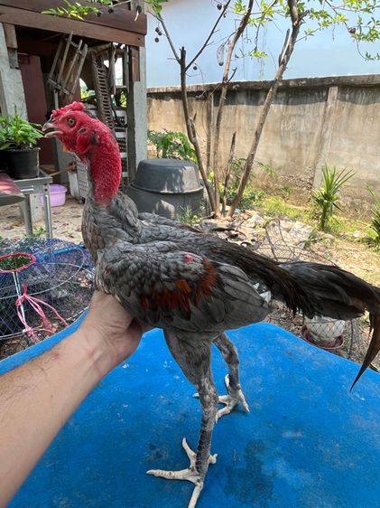 ไก่หนุ่มง่อนร้อย 4