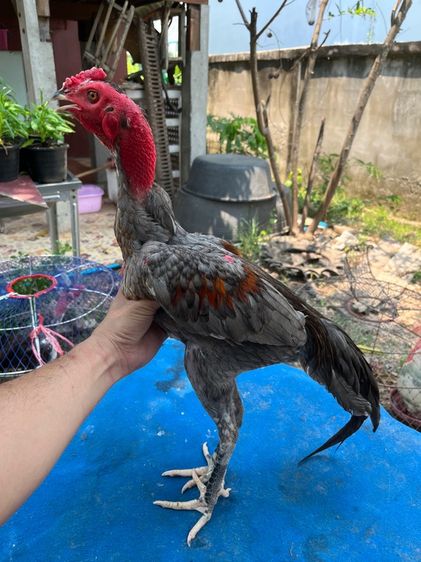 ไก่หนุ่มง่อนร้อย 4 รูปที่ 6