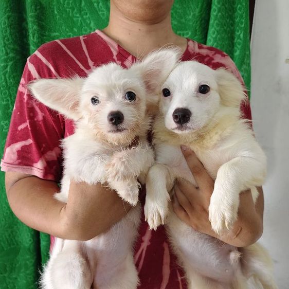 ลูกหมาชิวาว่าผสมชิสุ รูปที่ 4