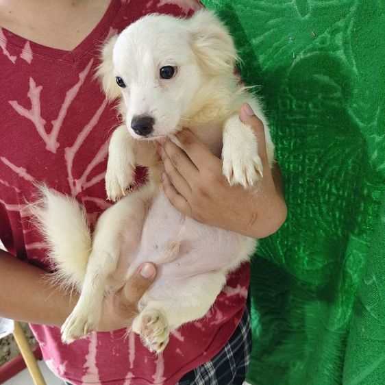 ลูกหมาชิวาว่าผสมชิสุ รูปที่ 6