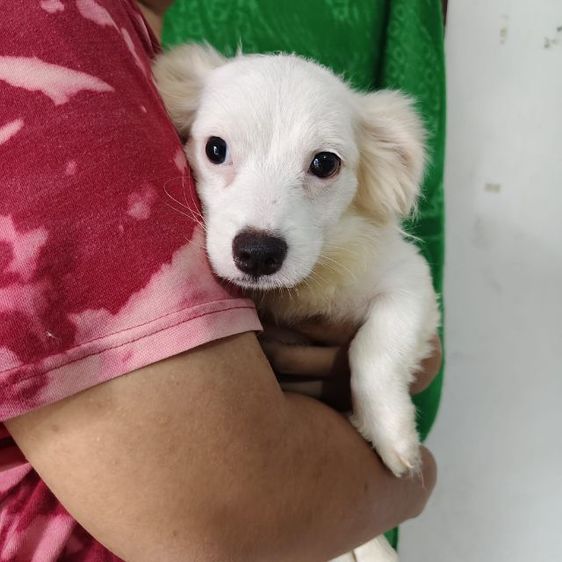 ลูกหมาชิวาว่าผสมชิสุ รูปที่ 5