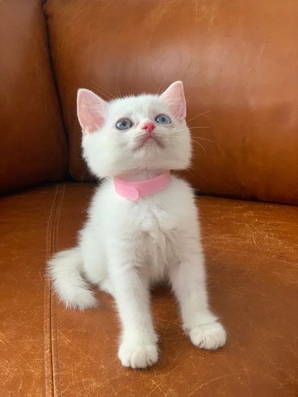 สก็อตติช ตา 2 สี รูปที่ 3