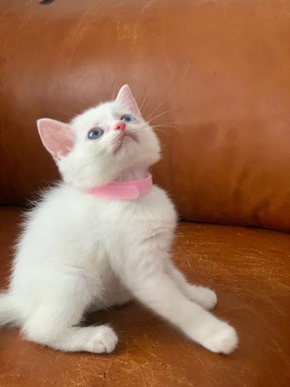 สก็อตติช ตา 2 สี รูปที่ 4