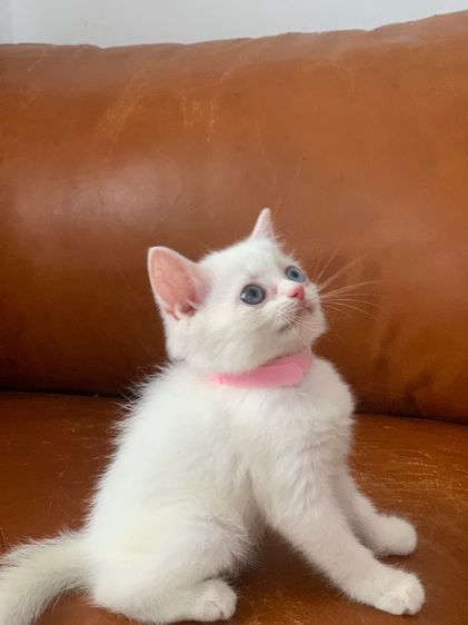 สก็อตติช ตา 2 สี รูปที่ 5