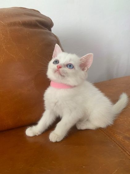 สก็อตติช โฟลด์ (Scottish Fold) สก็อตติช ตา 2 สี